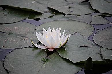 《杀手：暗杀世界》联动《007》 拔叔出演！